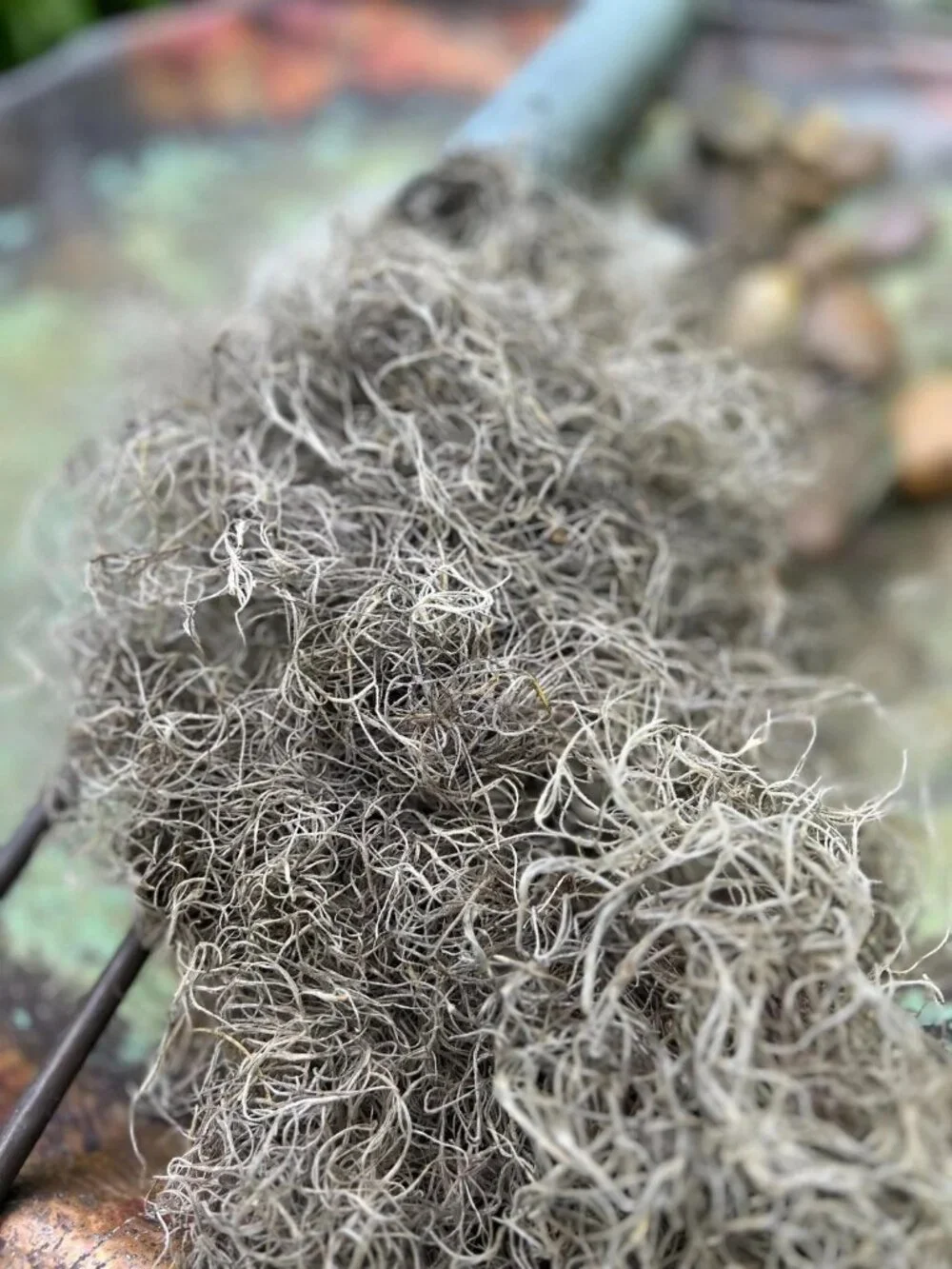 Organic Cured Spanish Moss Air Plant Overstuffed 1 Gallon Bag Craft Decor